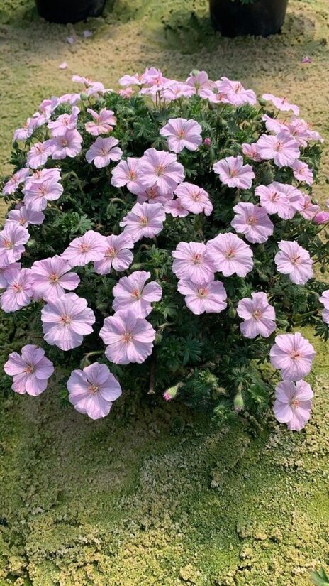 Geranium x hybridum Frivolius Pink- JAUNUMS 2025
